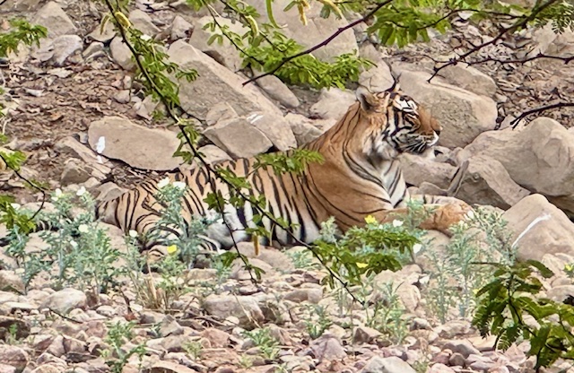 Ranthambore Tiger Reserve, India — Day 98 of&nbsp;138